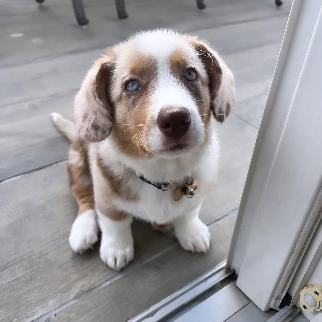 Toby