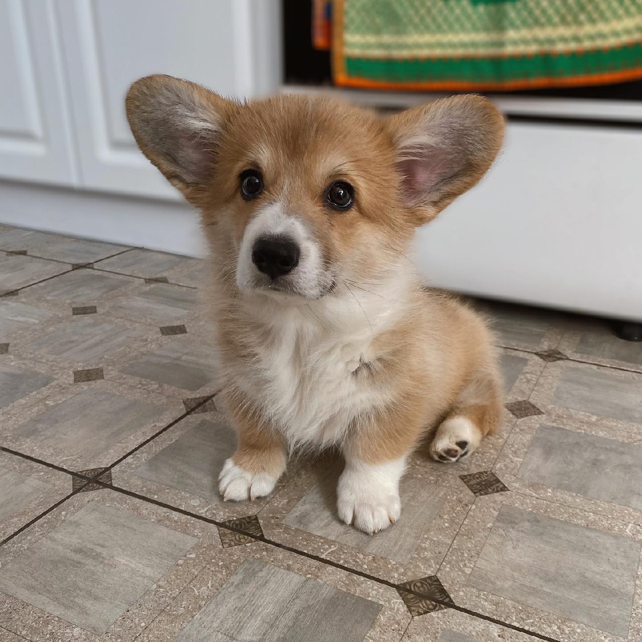 Maggie