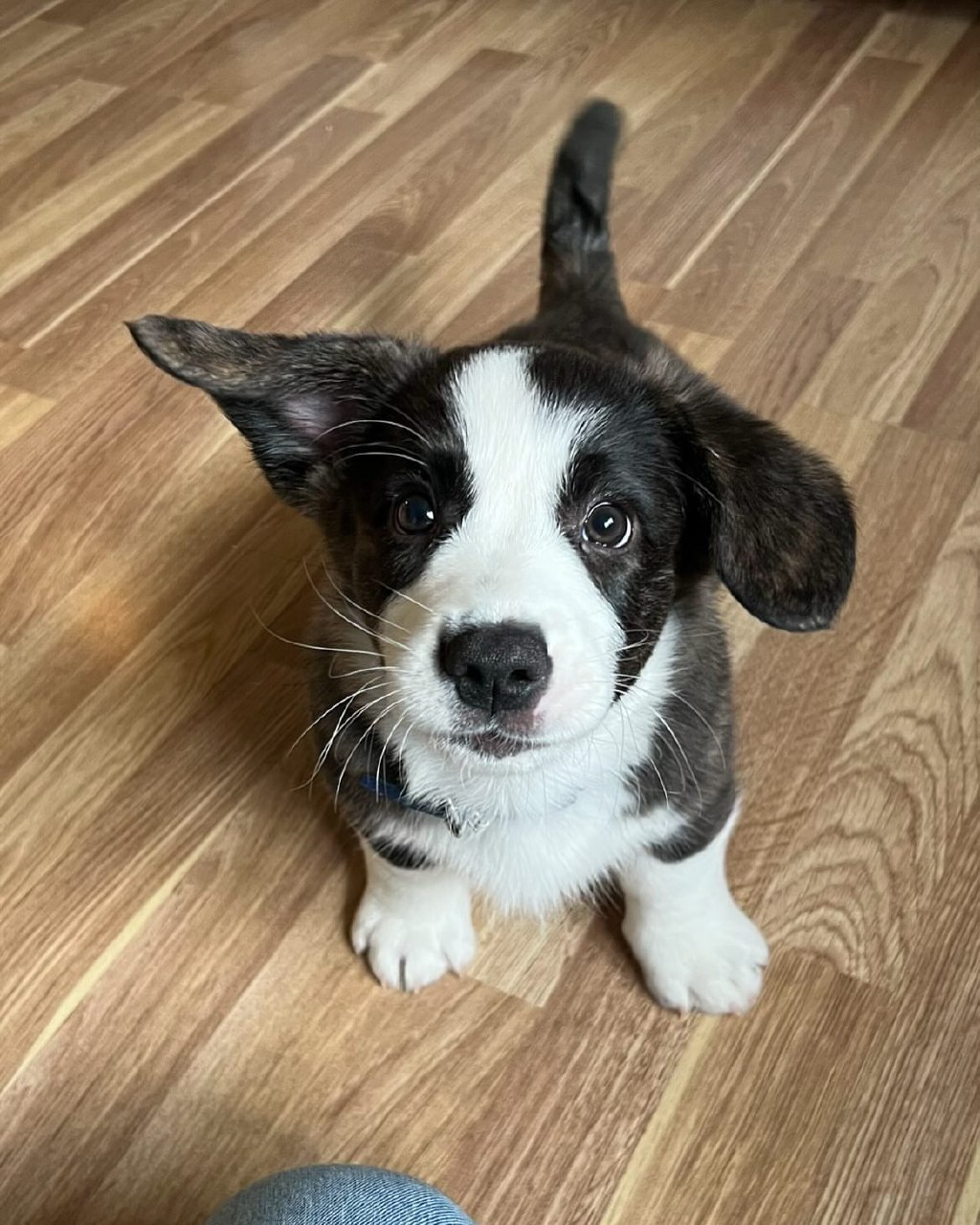 Bowie