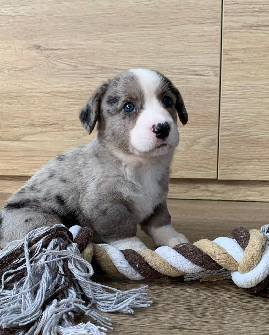 Sadie